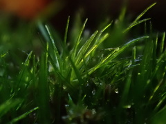 Campylopus flexuosus