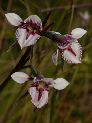 Diuris venosa