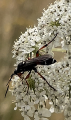 Ichneumon promissorius