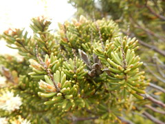 Orites revolutus
