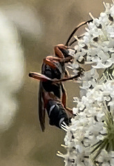Ichneumon promissorius
