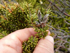 Orites revolutus