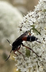 Ichneumon promissorius