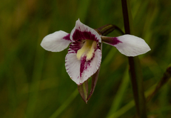 Diuris venosa