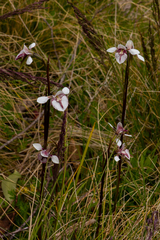 Diuris venosa