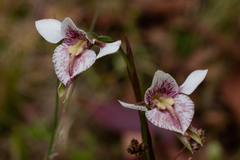 Diuris venosa
