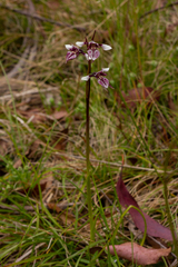 Diuris venosa