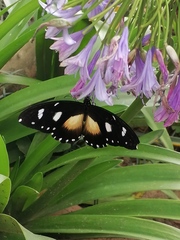 Papilio dardanus