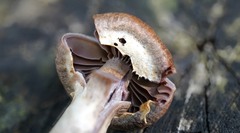Cortinarius torvus
