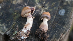 Cortinarius torvus
