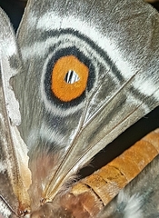 Bunaea alcinoe
