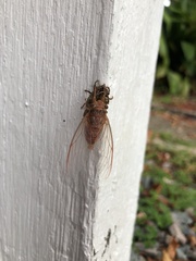 Birrima varians