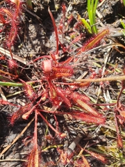 Drosera capensis