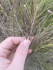 Gnorimoschema powelli