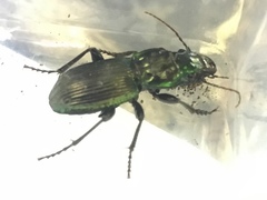 Megadromus antarcticus