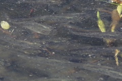 Fundulus parvipinnis