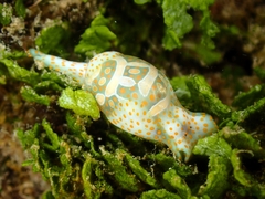 Lamprohaminoea cymbalum