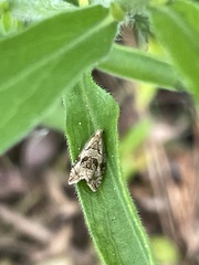 Acroceuthes metaxanthana