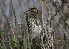 Passerculus sandwichensis beldingi