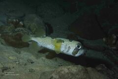 Diodon liturosus