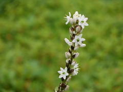 Chlorophytum glaucoides