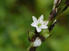 Chlorophytum glaucoides