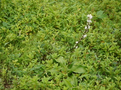 Chlorophytum glaucoides