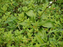 Chlorophytum glaucoides