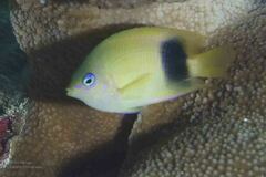 Plectroglyphidodon johnstonianus