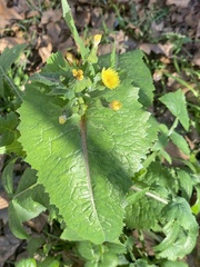 Sonchus oleraceus