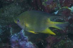 Amblyglyphidodon aureus