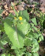 Sonchus oleraceus