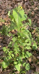 Sonchus oleraceus