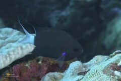 Pycnochromis margaritifer