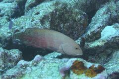 Cephalopholis urodeta