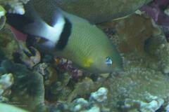 Plectroglyphidodon dickii