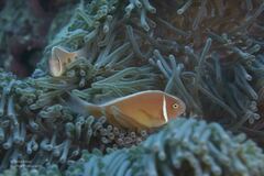 Amphiprion perideraion