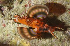 Dendrochirus biocellatus