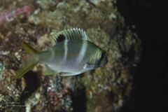 Monotaxis grandoculis