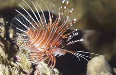 Pterois antennata
