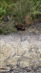 Tachyglossus aculeatus setosus