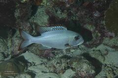 Monotaxis grandoculis