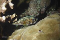 Diodon liturosus