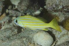 Lutjanus kasmira