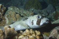 Diodon liturosus