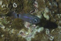 Nectamia savayensis
