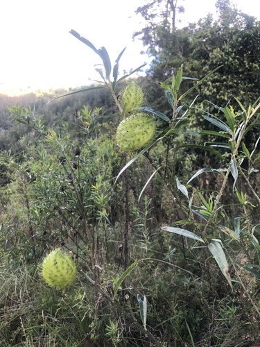 Gomphocarpus fruticosus × physocarpus