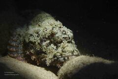 Scorpaenopsis