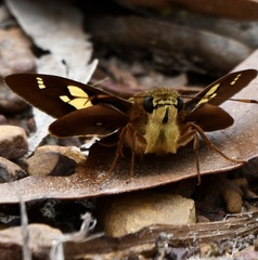 Trapezites symmomus