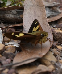Trapezites symmomus